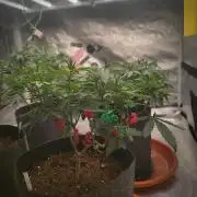 Blue Zushi L.E. "Grower Choice"