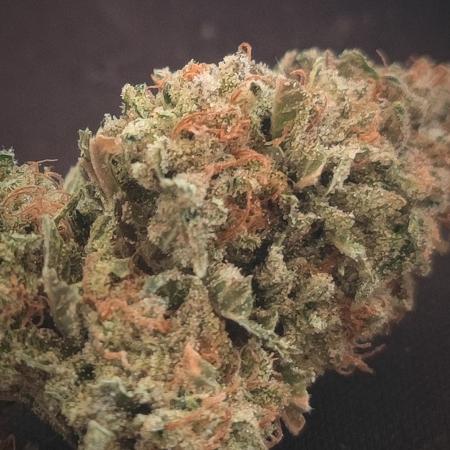 14-14 Tropimango "Philosopher Seeds" FEM