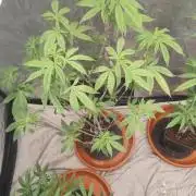 Platinum OG "GB Strains" FEM