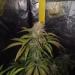 Papaya Zoap Auto "Sweet Seeds"