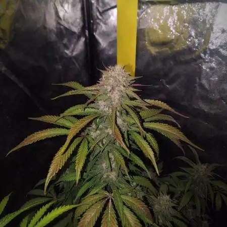 Papaya Zoap Auto "Sweet Seeds"