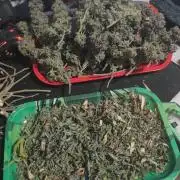 14-14 Blue Zushi L.E. "Grower Choice"