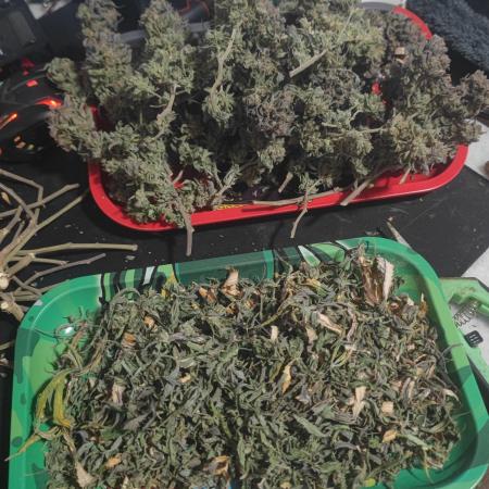 14-14 Blue Zushi L.E. "Grower Choice"