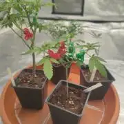 Blue Zushi L.E. "Grower Choice"