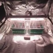 Hash Plant REG Sensi Seeds