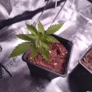 Pakistan Valley Early Version FEM "WoS"