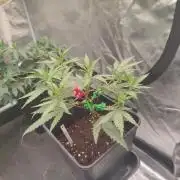 Kritical GB FEM "GB SEEDS"