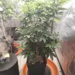 Tropimango "Philosopher Seeds" FEM