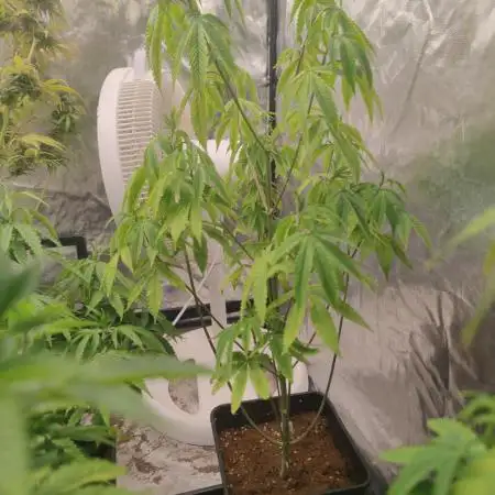 Platinum OG "GB Strains" FEM