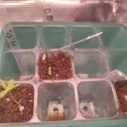 Hash Plant REG Sensi Seeds