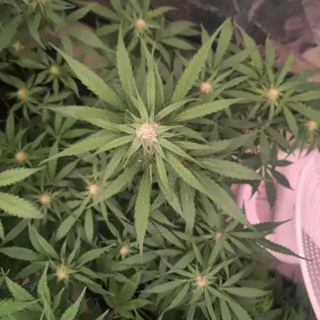 Hyperion F1 Auto "RQS"