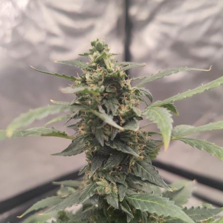 Purple Sunset XXL Auto "GB" Ciclo 13/11 Prueba