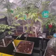 Blue Zushi L.E. "Grower Choice"