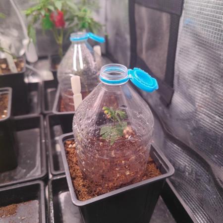 CRITICAL FEM "GB STRAINS