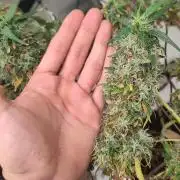 14/14 Kritical GB FEM "GB STRAINS"