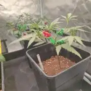 Kritical GB FEM "GB SEEDS"