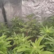 14-14 Platinum OG "GB Strains" FEM