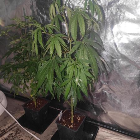 Amnesia Fast CBD "GB Strains" FEM