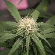 14/14 Kritical GB FEM "GB STRAINS"