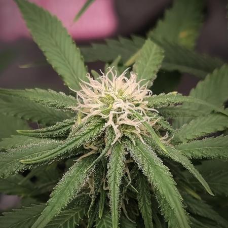 14/14 Kritical GB FEM "GB STRAINS"