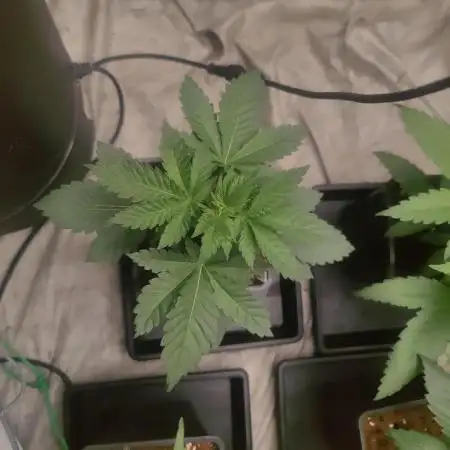 Tropimango "Philosopher Seeds" FEM