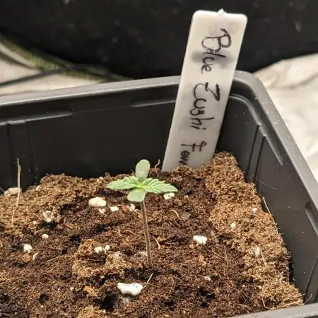 Blue Zushi L.E. "Grower Choice" FEM