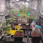 💚Carpa de esquejes y sus cuidados 💚