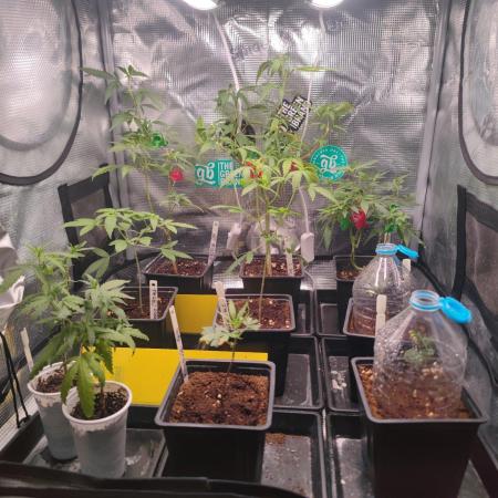 💚Carpa de esquejes y sus cuidados 💚