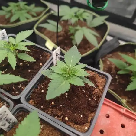 Tropimango "Philosopher Seeds" FEM