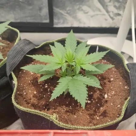 Auto Mimosa Cocktail XXL "GB Strains"