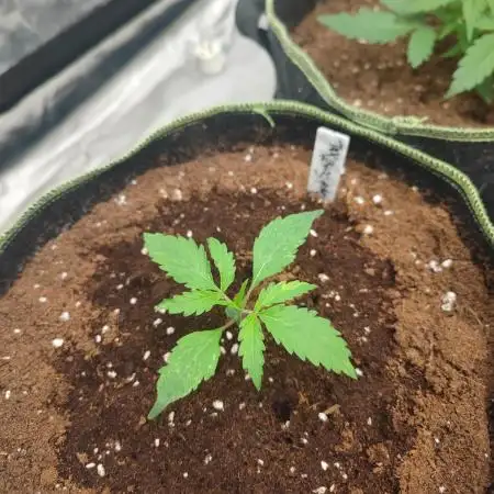 Auto Purple Sunset XXL "GB strain" again
