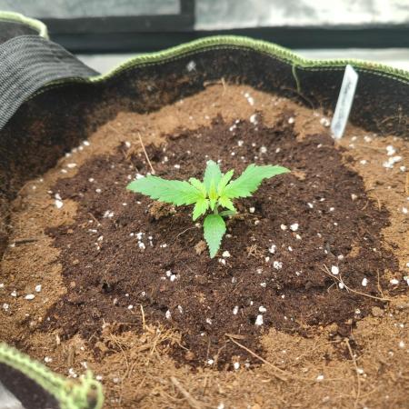 Auto Mimosa Cocktail XXL "GB Strains"
