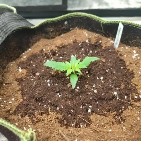 Auto Mimosa Cocktail XXL "GB Strains"