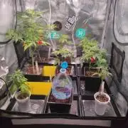 💚Carpa de esquejes y sus cuidados 💚