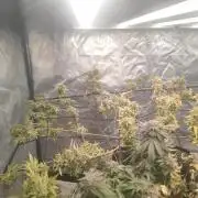 14-14 Platinum OG "GB Strains" FEM