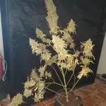 Auto Purple Sunset XXL "GB strain" again
