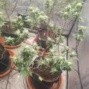 14-14 Tropimango "Philosopher Seeds" FEM