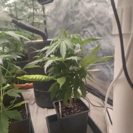 Amnesia Fast CBD "GB Strains" FEM