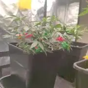 CRITICAL FEM "GB STRAINS