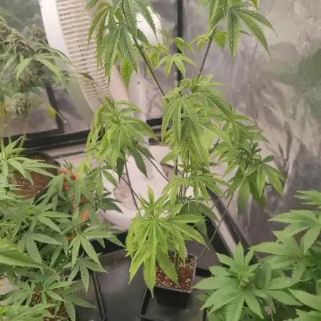 Platinum OG "GB Strains" FEM