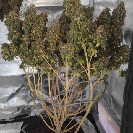 14/14 Oreoz FEM "GB SEEDS"