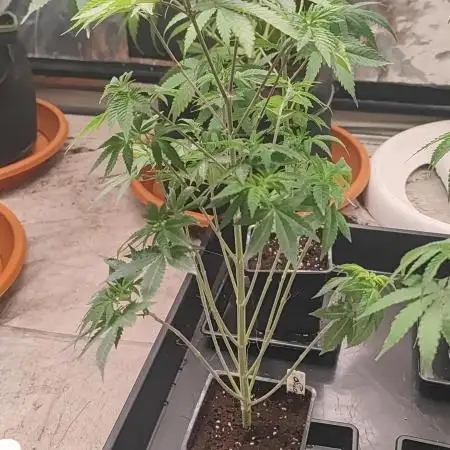 Tropimango "Philosopher Seeds" FEM