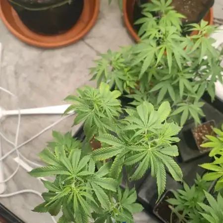 Amnesia Fast CBD "GB Strains" FEM