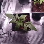 CRITICAL FEM "GB SEEDS"