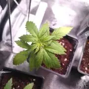 Pakistan Valley Early Version FEM "WoS"