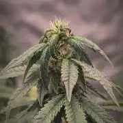 14/14 CRITICAL FEM "GB STRAINS"
