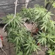 14-14 Blue Zushi L.E. "Grower Choice"