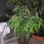 Blue Zushi L.E. "Grower Choice" FEM