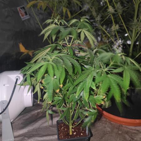 Blue Zushi L.E. "Grower Choice" FEM