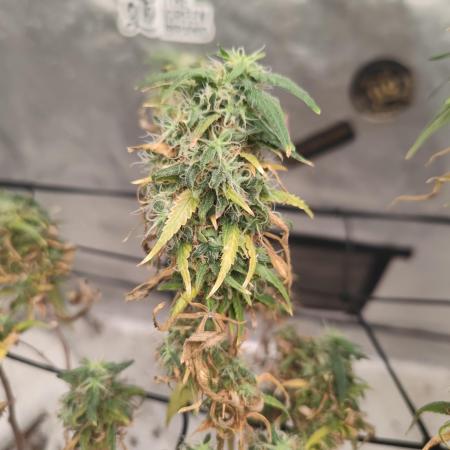 14/14 Kritical GB FEM "GB STRAINS"